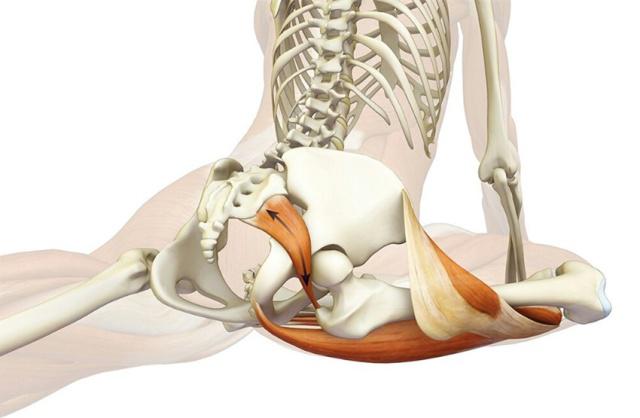 瑜伽思维:肌肉的觉知可以从鸽子式寻找梨状肌的伸展开始